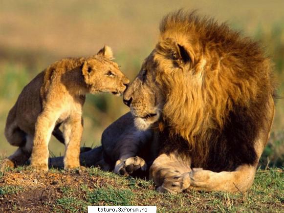 Big Cats!!!! - Incep eu!!!! Lion( My favourite animal ever)!!! - Animale