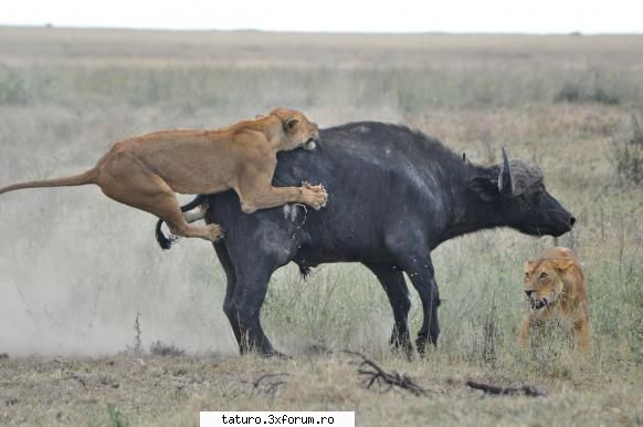 Big Cats!!!! - Sau The best hunters ever Lionesses!!!! - Animale