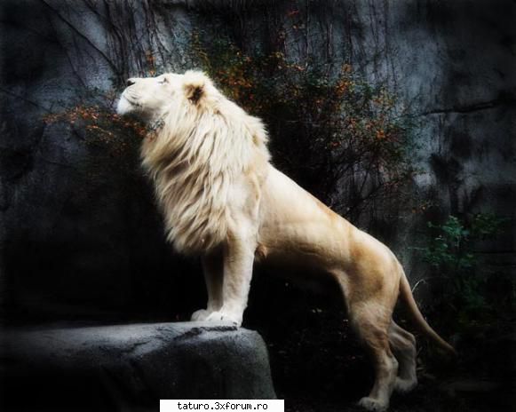 Big Cats!!!! - Tare,inclusiv poza 2 Si mie imi plac,ador poza - Animale