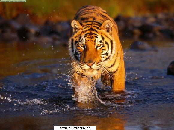 Big Cats!!!! - Da e super!!! Dar pe locul 2 la mine e tigrul!!! - Animale
