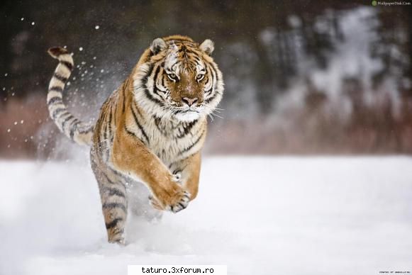 Big Cats!!!! - roxi-teen tatu fan - Animale