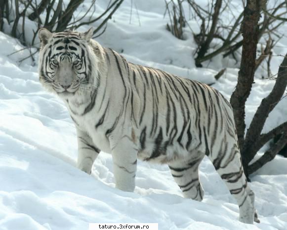 Big Cats!!!! - Sau White!!!!( The Perfect Snow Assasin !!!!!!!) - Animale