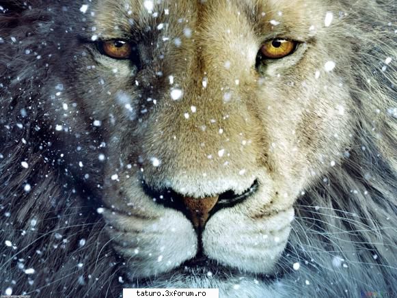 Big Cats!!!! - Ador poza asta Ce părere aveţi voi? - Animale