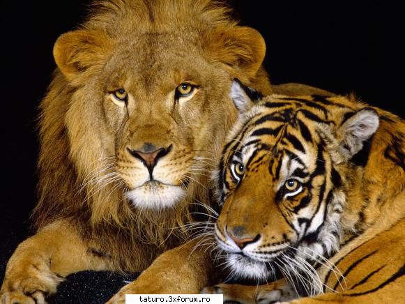 Big Cats!!!! - Si asta e tare!!! My favourites,together (cine - Animale