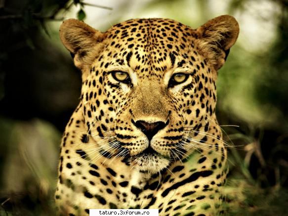 Big Cats!!!! - Poate nu e preferatul meu dar este asa de super - Animale