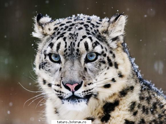 Big Cats!!!! - Snow Leopard!!!!! Ce-mi place poza!!!! - Animale