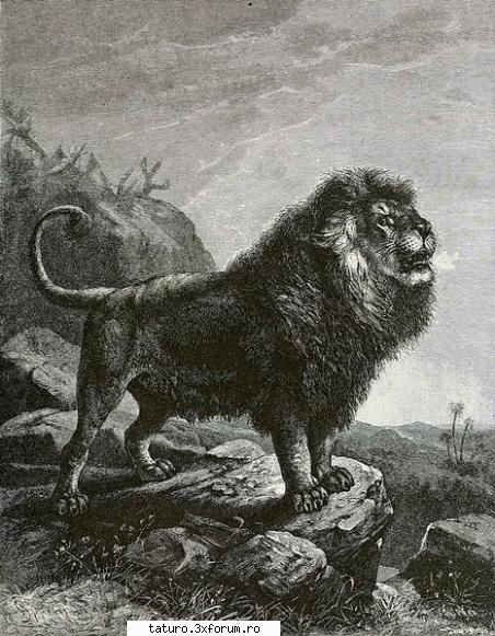 Big Cats!!!! - Leul Barbarian sau Leul Atlas... A disparut din - Animale