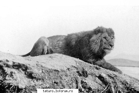 Big Cats!!!! - Am gasit si o fotografie cu un exemplar din - Animale