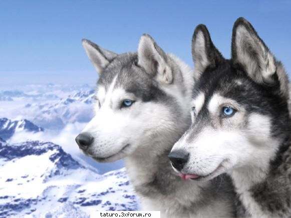 Dogs - Astia sunt cainii meu preferati Huski - Animale