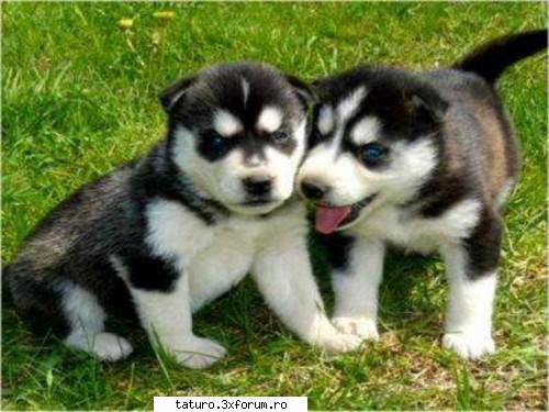 Dogs - laraXlena - Animale