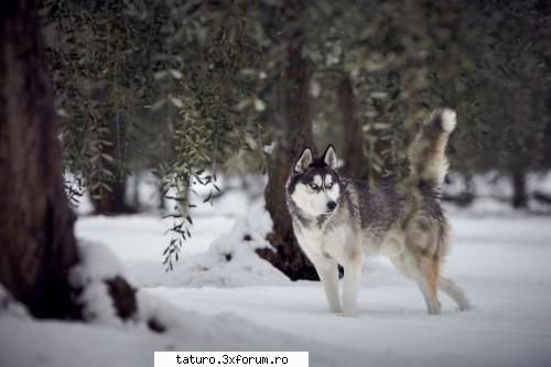 Dogs - Frumos,eu raman la husky - Animale