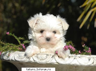 Dogs - iulia.fan - Animale