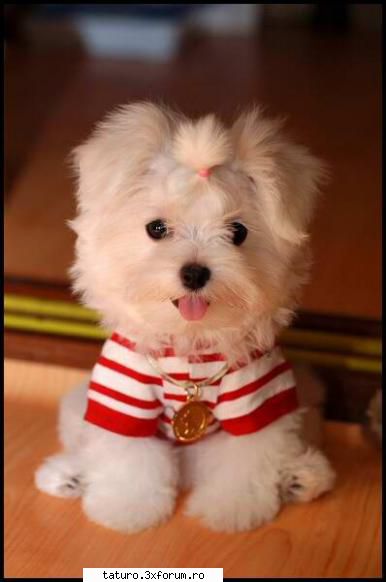 Dogs - Adorabili,ce ziceti de asta? - Animale
