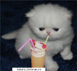 Love cats - Deci vreau pisica asta E asa sweet,rasa: persana - Animale