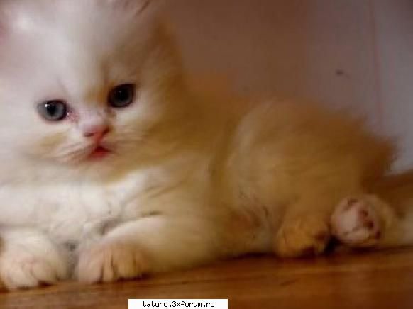 Love cats - lasa ca sunt frumoase si ele,uite sum iti place - Animale