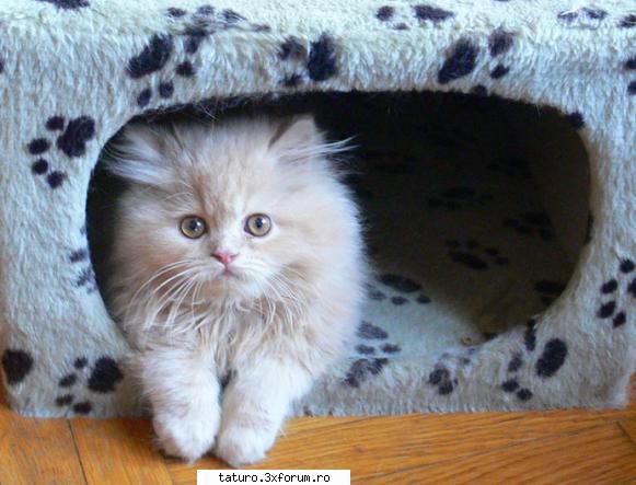 Love cats - Da,foarte frumoasa - Animale