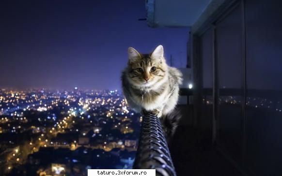 Love cats - Normal doar e pisica,pisica e felina,felina e - Animale