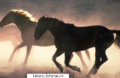 Love horse - mie imi plac :) - Animale