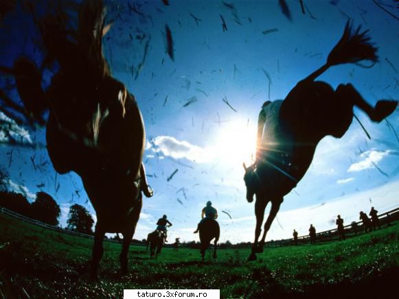 Love horse - Da,sunt niste animale magnifice Super poza asta - Animale