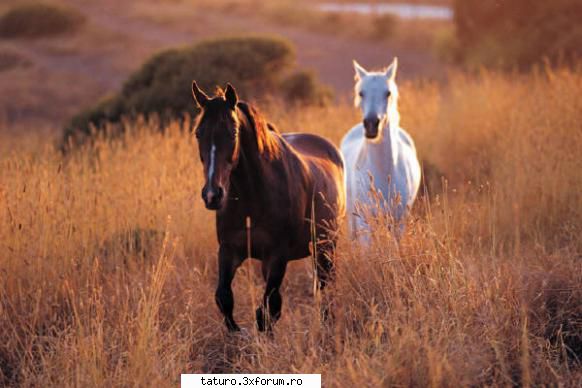 Love horse - sunt frumoasi,ii mai plac la cineva caii? - Animale