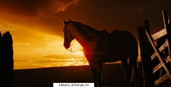 Love horse - Ce frumoasa e poza asta - Animale