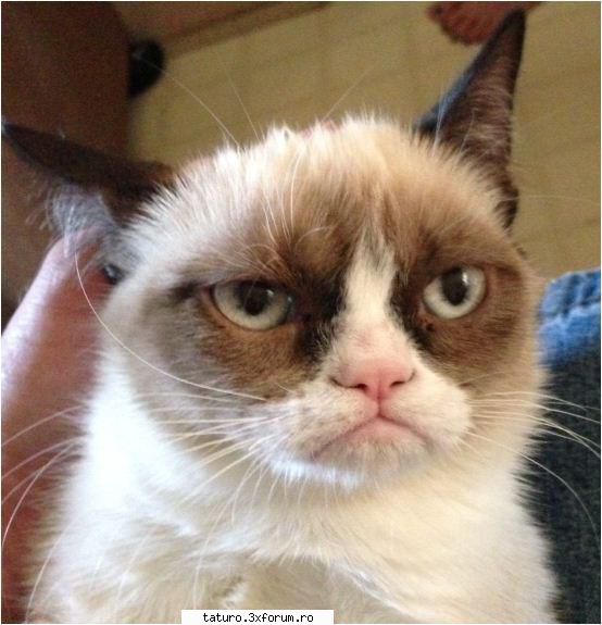 Pisici - My favourite cat,Grumpy Cat(Tard) - Animale