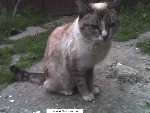 pisicutele mele - Sa le prezint: Angora - Animale